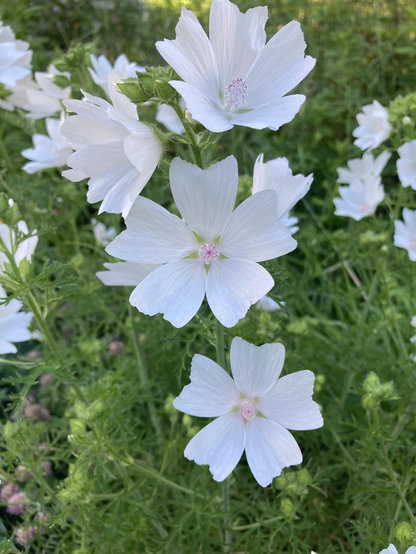 A cluster of 5-petalled white malva with delicate pink centres and lacy greenery.