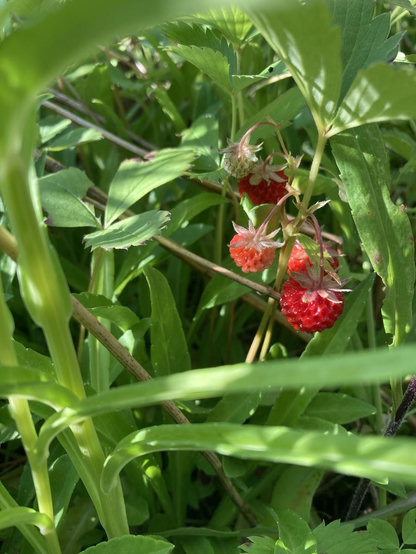 A small bunch of wild strawberries are nearly ripe, nestled among lush greenery of its surrounding garden companion plants.
