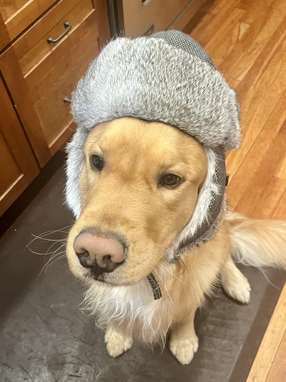 A golden retriever wearing my trapper hat. Because his head is ginormous.