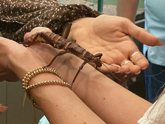 The tour guide placing a large stick insect creature (a thorny devil, I think) on another visitor's outstretched hands. The insect it almost as long as the person's forearm.