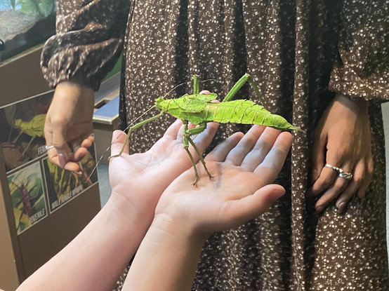 Malaysian Jungle Nymph - giant green stick insect that looks like a leaf. It is larger than a child's two upheld hands.