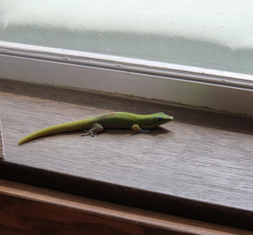 Green gecko on a dark wooden windowsill,  facing right