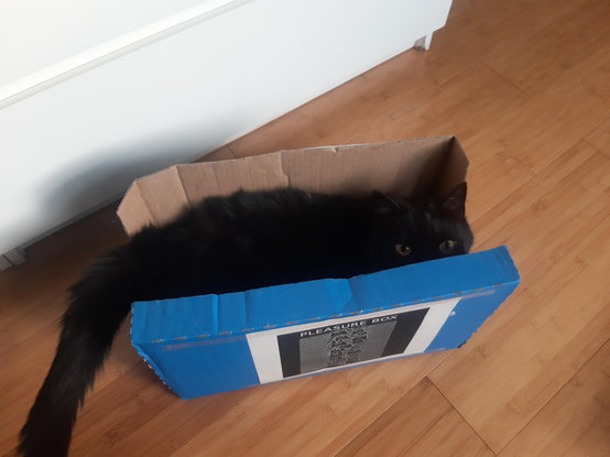 Eine schwarze Katze sitzt in einem blauen Pappkarton. Auf dem Karton ist ein Blatt Papier aufgeklebt mit dem abgewandelten Logo des Joy Division Albums "Unknown Pleasures". Statt des Titel steht über dem Logo "Pleasure Box".