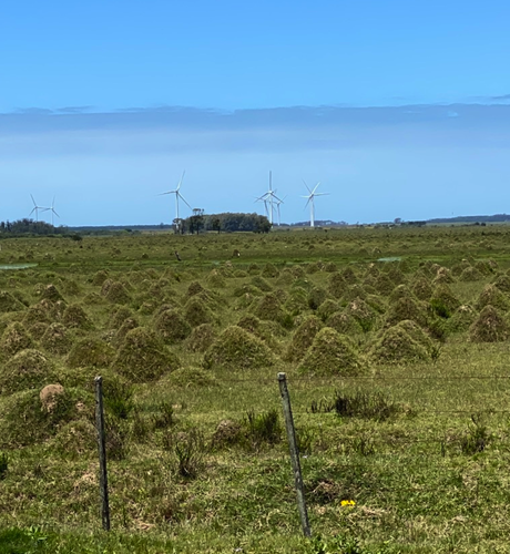 A pasture filled with meter high mounds covered in grass.