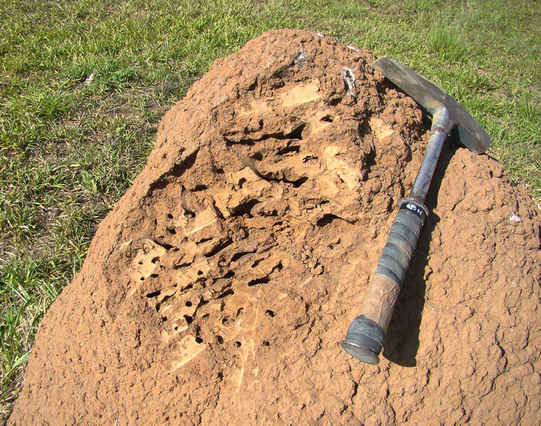 Using a hammer someone has opened a mound to show it is full of nest chambers.
