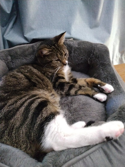 Our brown tabby cat with white markings, named Pax, is lying on her side in her grey cat bed by a curtained window.  Her sleepy eyes are about to close.  Her long white hind legs are sticking out straight.  Pink toe beans are showing.