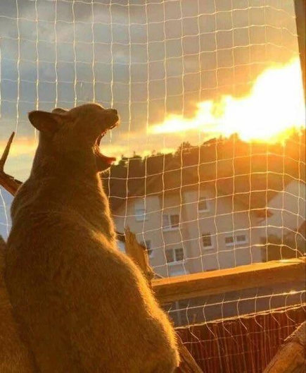 A ginger cat yawning at a window, where the sun outside make it look like the cat is breathing fire.