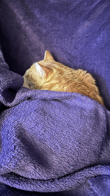 Washy the cat sleeping under his purple blanket