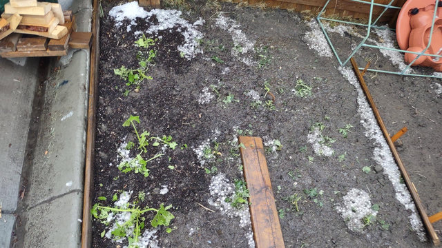 Several plants in wet black soil surrounded by hail. Most of the plants are heavily damaged by the hail.