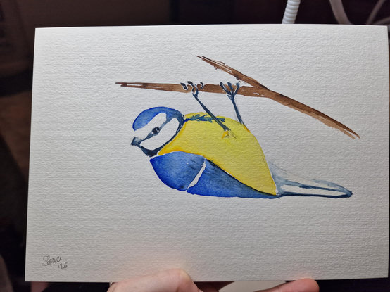 Small painting of a blue tit, a little yellow and blue bird, hanging upside down from a branch