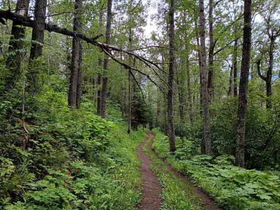 A dirt path in lush forested mountain woods with green flora ground cover and blue sky peeking through