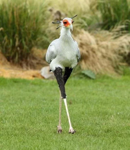 A photo of a very tall bird, the top has white feathers and it has red or orange around its eyes. Its legs make up 2/3 of its height and look like itβs wearing black capri pants.