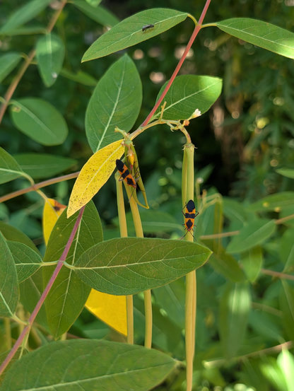 Two red-and-black large milkweed beetles hanging out on hemp dogbane seed pods.