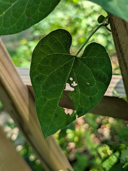 A honeyvine leaf with a ragged hole eaten into it.