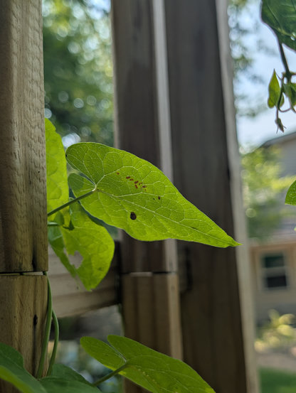 Swamp milkweed leaf beetle eggs and larva on the underside of a honeyvine leaf.