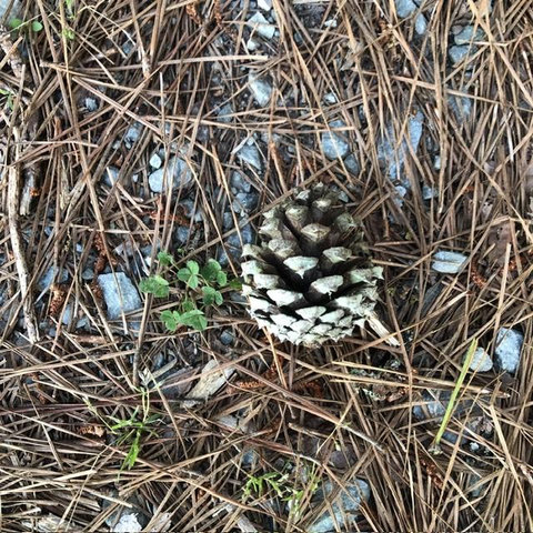 A small pine cone is seated on a bed of pine needles and gravel next to a bouquet of small green clover. The pine cone has a plump lower half but doesn’t taper much at its top so it is nearly spherical. Its scales are tipped in white more on the bottom half. It is a very cute pine cone.
