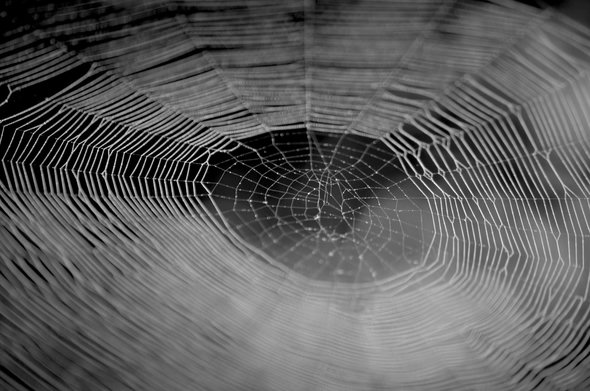 A dreamy monochrome image of a spider web in the center net of which you can see some tiny little droplets of water. The web is a beautiful, nearly perfect web with some defects that add tenderness. The focus is sharper towards the upper half of the image, the part of the web that is farther away. The bottom have is more misty and in soft focus and full of bokeh.