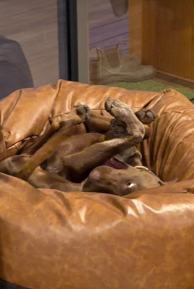 Young and quite skinny visla lies on its back in the deep brown leather bean bag. Its body is twisted to fit into the tight space, the legs folding this way and that...