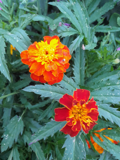 Zwei orangefarbene Blüten.