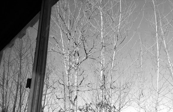 Young cottonwood and ash trees outside the east window of the hut