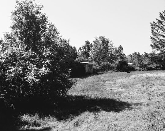 Summer view of hut at end of pasture, among tree and blackberries. Center right, the little dog, sniffing along vole trails in the grass.