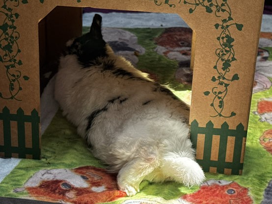 A snoozy bunny sleeps under a cardboard kissing booth, sticking her tail out so it hits the sunshine.