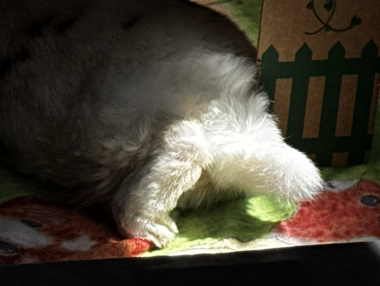Closeup of curled thumper and poofy white tail in the sunshine
