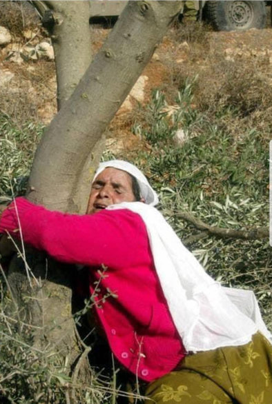 An iconic, emotional photograph of an elderly Palestinian woman, Mahfouda Shtayyeh, crying and tightly hugging the trunk of her olive tree in Nablus. She is wearing a traditional embroidered Palestinian Thobe with red patterns and a white headscarf. This symbol of steadfastness and resilience reflects our struggle to stay alive and rooted in Gaza.