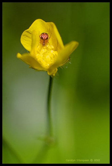 A vertical image showing a cupped yellow flower against a green background. Because the depth of field is so shallow, the yellow blossom looks like it's floating in the green. Perched on a far petal is an orange spider, with markings on its abdomen that look eyes staring at us.