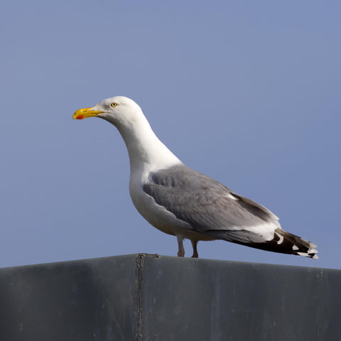 Eine Silbermöwe (Larus argentatus) steht auf einem Dach und schaut scheinbar grimmig. Sie ist im Profil zu sehen.
Der Schnabel ist gelb mit einem roten Gonysfleck, der auf den Unterschnabel beschränkt ist. Die Iris ist schwefelgelb, das Auge mit einem orangegelben Ring umgeben. Kopf, Hals, Nacken und Unterseite sind wie auch Bürzel und Schwanz überwiegend reinweiß. An Kopf und Hals ist die graue Strichelung des Winterkleides zu erkennen. Mantel, Rücken und Schulterfedern sind wie auch die Flügeloberseite hell bläulichgrau. Die Schwingenspitzen sind weiß. Auf den beiden äußeren Handschwingen ist zudem – durch ein subterminales, schwarzes Band von der Spitze getrennt – ein weiteres weißes Feld vorhanden. Auf dem zusammengelegten Flügel wirken die weißen Spitzen wie eine Reihe rundlicher Punkte.
Die Beine und Füße sind rosa.
Im Winterkleid ist das weiße Gefieder des Kopfes bei adulten Vögeln mit graubraunen Stricheln durchsetzt. Auf dem Schnabel zeigt sich etwas Schwarz über oder neben dem roten Gonysfleck.