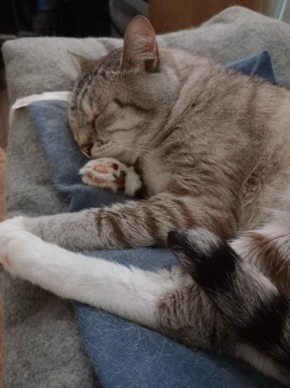 A grey and white striped cat sleeping on a blue heating pad and grey blanket. He is holding one paw like he is sucking on his thumb.