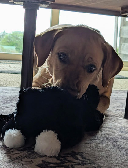 Golden lab is playing with her black and white tuxedo cat toy. They are under a low table.