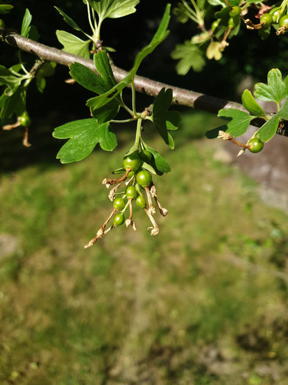 Close photo of a short fragment of Ribes aureum branch, with some leaves and small bunch of fruits hanging from it. These fruits are still immature and green. There is blurry lawn in the background.