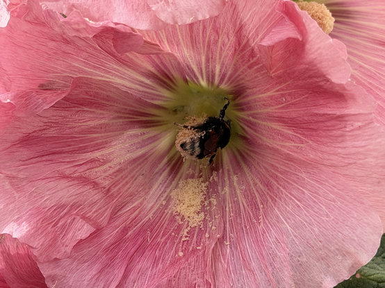 Eine Nahaufnahme einer rosa Blume mit zarten Blütenblättern, die eine Biene zeigt, die in der Blüte sitzt, die gelben Pollen verstreut und damit eingepudert ist. Vielleicht lernt sie grade wie sie die Pollenhöschen vollstopfen kann. 