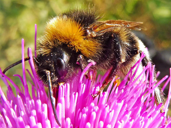 Eine Hummel auf einer Blüte beim Nektar schlürfen,Nahaufnahme.