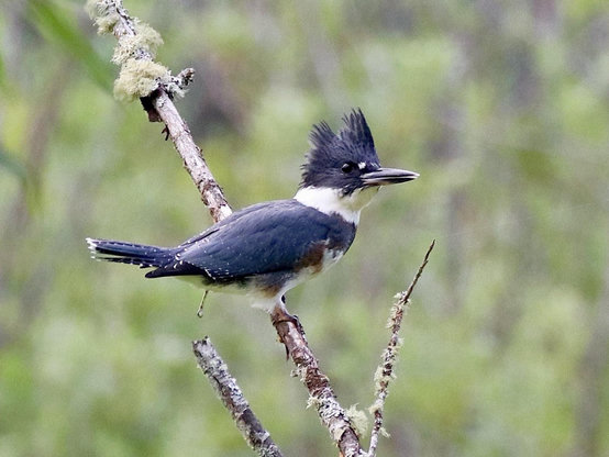 A medium-sized water bird is perched on a thin limb with patches of of lichen, a stocky, slate blue bird with a large shaggy crest atop its head and a heavy bill that is black with a gray base. Its collar is white and it has a tan brown patch on its lower breast, which marks it as a female. Its tail is fairly long with black feather tips with little white dots. The background of the photo is blurry green vegetation.