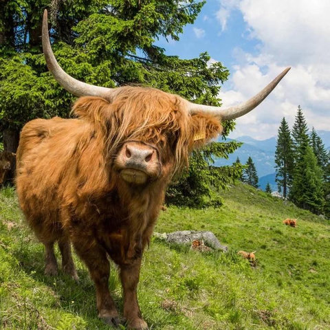 A ginger scottish small cow.