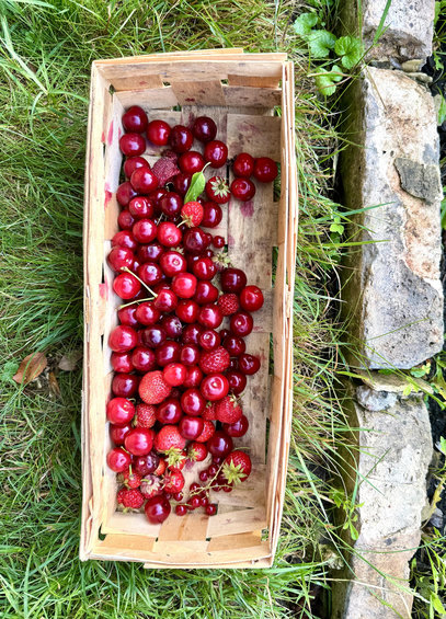 Blick von oben auf Wiese undein eckiges SpanKörbchen voll mit Sauerkirschen und Erdbeeren, rechts daneben eine Reihe heller Steine zur Beetbegrenzung