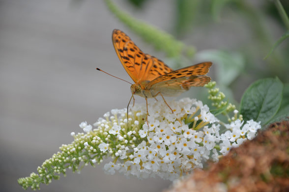 Ein orangefarbener Schmetterling sitzt auf einer Rispe kleiner weißer Blüten mit gelben Zentren. Der Hintergrund ist stark unscharf und grün-grau, wodurch der Schmetterling und die Blüten im Vordergrund gut hervortreten. Das Bild wirkt ruhig und natürlich, mit weichem Licht und geringer Tiefenschärfe.