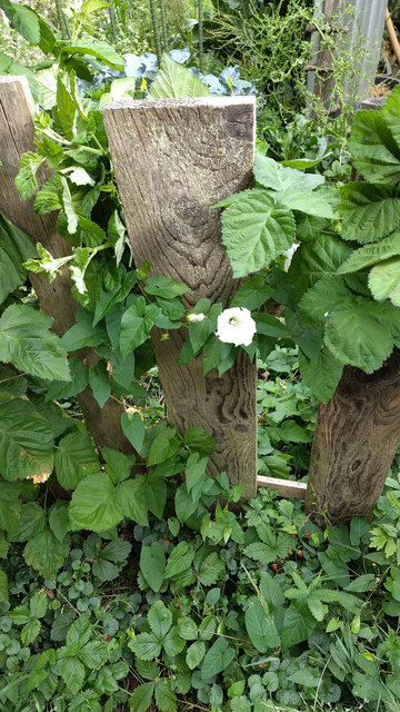 eine weiß blühende Wicke an einem Gartenzaun.