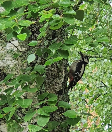 Käpytikka koivunrungolla, matkalla ylöspäin. Paljon vehreitä koivunlehtiä ympärillä.