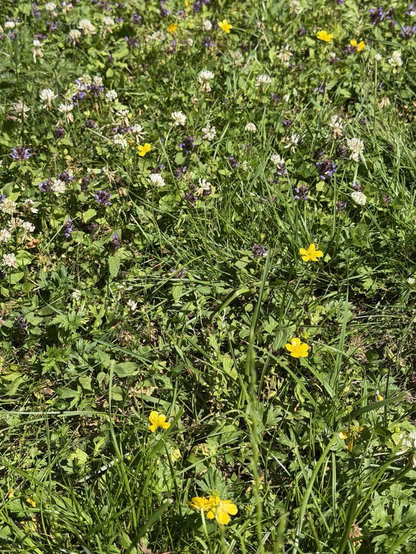 Grass lawn a bit overgrown with white, yellow and violet flowers