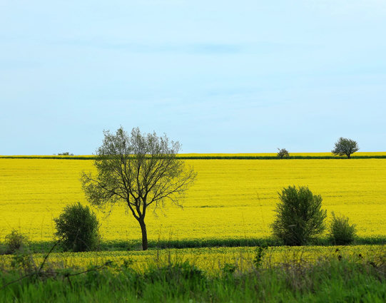 Vast golden-yellow field of rapeseed flowers stretching to the horizon under a hazy blue sky with wispy clouds. Several solitary trees with sparse foliage are scattered across the flat landscape, including a prominent small tree near the centre and two smaller leafy trees further away. Lush green grass and wild plants frame the foreground, their textures contrasting with the smooth sea of yellow flowers.